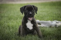 Skipper, a male Boxer for sale in Shipshewana, IN – 5 of 6