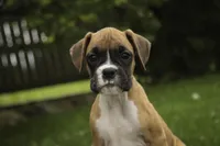 Gemma, a female Boxer for sale in Shipshewana, IN – 5 of 8