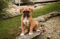 Baily, a female Boxer for sale in Shipshewana, IN – 5 of 10
