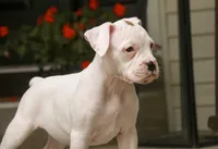 Lily, a female Boxer for sale in Shipshewana, IN – 2 of 10