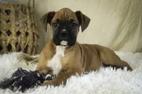 processed/a8691734-ec5d-4cae-919c-f7c884b6b56d/listing/966819f5-c548-4b32-9ca6-503d0c00e442/476259de-8cf6-413b-83dc-8f03094243f2