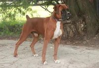 Leo, a male Boxer for sale in Shipshewana, IN – 8 of 9