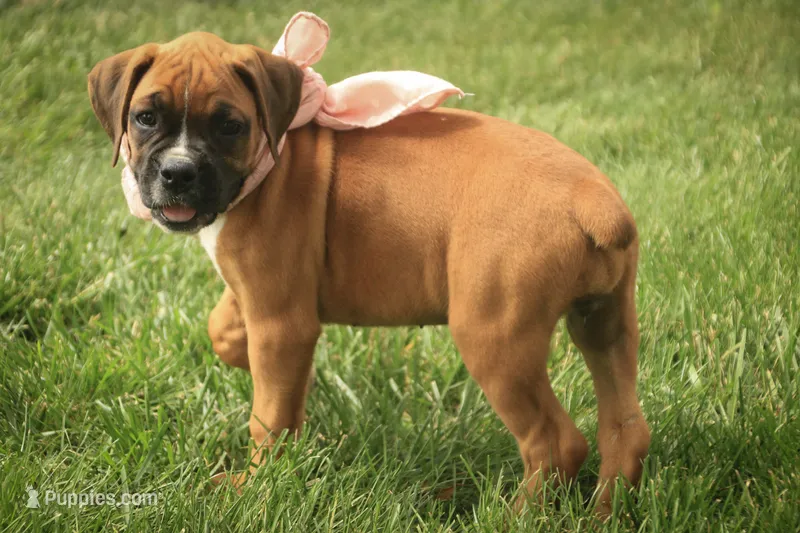 Remi – Boxer puppy for sale in Shipshewana, IN