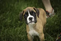 Scott, a male Boxer for sale in Shipshewana, IN – 8 of 10