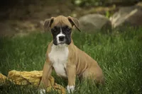 Gemma, a female Boxer for sale in Shipshewana, IN – 4 of 8