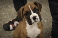 Tara, a female Boxer for sale in Shipshewana, IN – 2 of 8