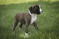Zane, a male Boxer for sale in Shipshewana, IN – 4 of 5