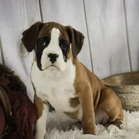 Molly, a female Boxer for sale in Shipshewana, IN – Photo 2 of 9