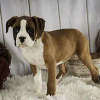 Molly, a female Boxer for sale in Shipshewana, IN – Photo 1 of 9