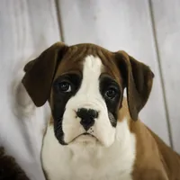 Molly, a female Boxer for sale in Shipshewana, IN – Photo 6 of 9