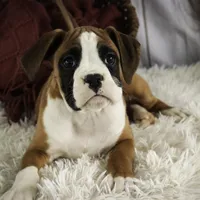 Molly, a female Boxer for sale in Shipshewana, IN – Photo 5 of 9