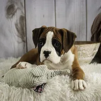 Molly, a female Boxer for sale in Shipshewana, IN – Photo 7 of 9