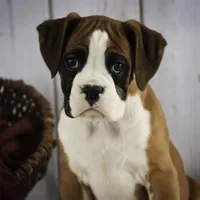 Molly, a female Boxer for sale in Shipshewana, IN – Photo 3 of 9