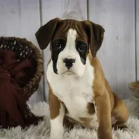 Molly, a female Boxer for sale in Shipshewana, IN – Photo 4 of 9