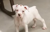 Lily, a female Boxer for sale in Shipshewana, IN – 3 of 10