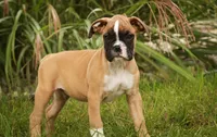 Huck, a male Boxer for sale in Shipshewana, IN – 2 of 6