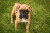 Baily, a female Boxer for sale in Shipshewana, IN – 3 of 10