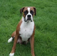Dahlia, a female Boxer for sale in Shipshewana, IN – Photo 10 of 10