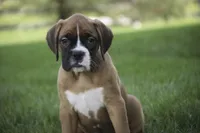 Dahlia, a female Boxer for sale in Shipshewana, IN – Photo 4 of 10
