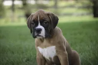 Dahlia, a female Boxer for sale in Shipshewana, IN – Photo 3 of 10