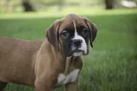Dahlia, a female Boxer for sale in Shipshewana, IN – Photo 1 of 10
