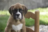 Dahlia, a female Boxer for sale in Shipshewana, IN – Photo 5 of 10