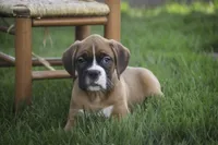 Dahlia, a female Boxer for sale in Shipshewana, IN – Photo 8 of 10