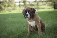 Dahlia, a female Boxer for sale in Shipshewana, IN – Photo 2 of 10