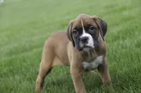 Dahlia, a female Boxer for sale in Shipshewana, IN – Photo 9 of 10