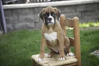 Dahlia, a female Boxer for sale in Shipshewana, IN – Photo 6 of 10