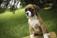 Skye, a female Boxer for sale in Shipshewana, IN – 5 of 10