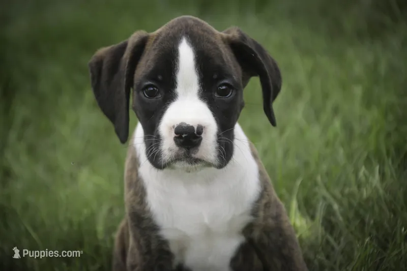 Zane – Boxer puppy for sale in Shipshewana, IN