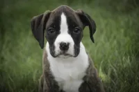 Zane, a male Boxer for sale in Shipshewana, IN – 1 of 5