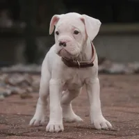 processed/a8691734-ec5d-4cae-919c-f7c884b6b56d/listing/a33aa0d8-c1c2-46c2-8e68-dec3da4f6bb3/6804e4cd-7bf1-41a6-997d-b5c6966f2ed4