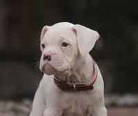 processed/a8691734-ec5d-4cae-919c-f7c884b6b56d/listing/a33aa0d8-c1c2-46c2-8e68-dec3da4f6bb3/f5f9c69f-568e-4d9a-9837-e2f280caf172