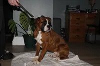 Tressa, a female Boxer for sale in Shipshewana, IN – 10 of 10