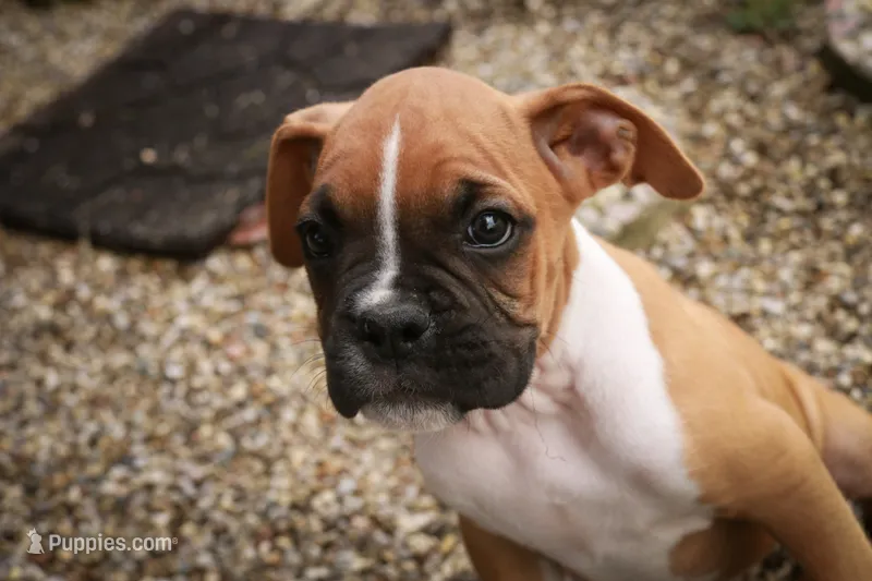 Arlo – Boxer puppy for sale in Shipshewana, IN