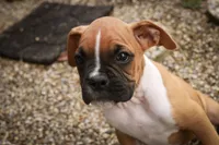 Arlo, a male Boxer for sale in Shipshewana, IN – 1 of 10