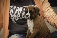 Tara, a female Boxer for sale in Shipshewana, IN – 3 of 8