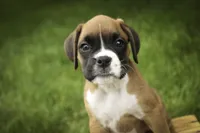 Skye, a female Boxer for sale in Shipshewana, IN – 4 of 10
