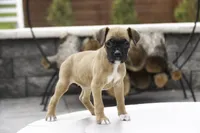 Ruby, a female Boxer for sale in Indiana, IN – Photo 9 of 10