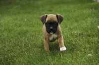 Ruby, a female Boxer for sale in Indiana, IN – Photo 2 of 10