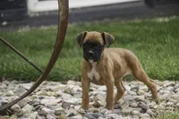 Ruby, a female Boxer for sale in Indiana, IN – Photo 1 of 10