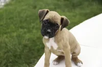 Ruby, a female Boxer for sale in Indiana, IN – Photo 7 of 10