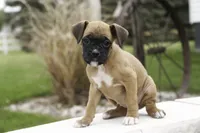 Ruby, a female Boxer for sale in Indiana, IN – Photo 5 of 10