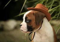 Burke, a male Boxer for sale in Shipshewana, IN – 7 of 8
