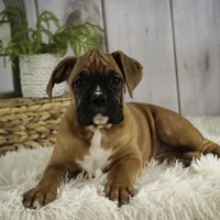 Hazel, a female Boxer for sale in Shipshewana, IN – Photo 5 of 9