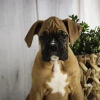 Hazel, a female Boxer for sale in Shipshewana, IN – Photo 2 of 9