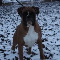 Hazel, a female Boxer for sale in Shipshewana, IN – Photo 8 of 9