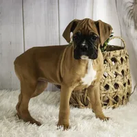 Hazel, a female Boxer for sale in Shipshewana, IN – Photo 6 of 9